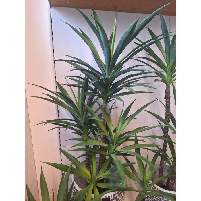 Yucca Plant Green 155cm