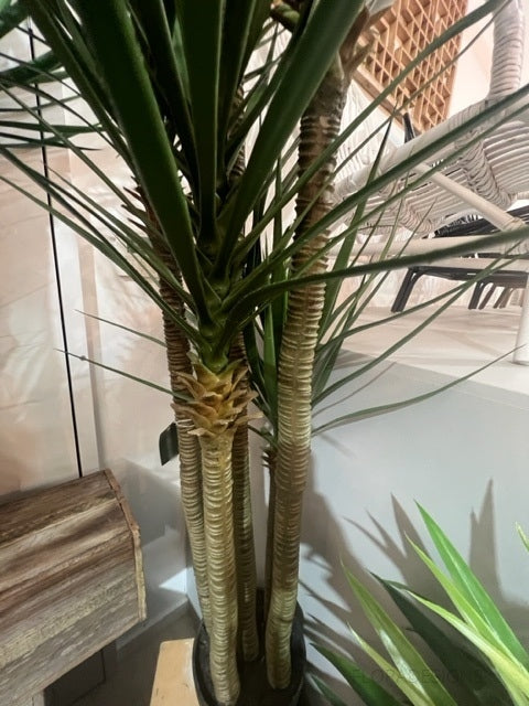 Yucca Tree Green in Black Pot 180cm