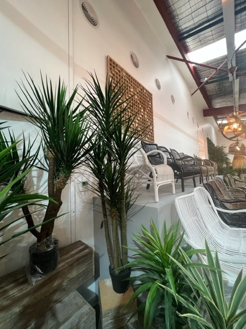 Yucca Tree Green in Black Pot 180cm