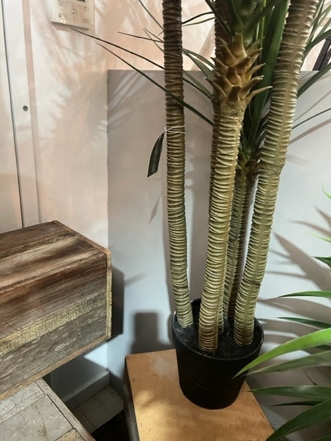 Yucca Tree Green in Black Pot 180cm