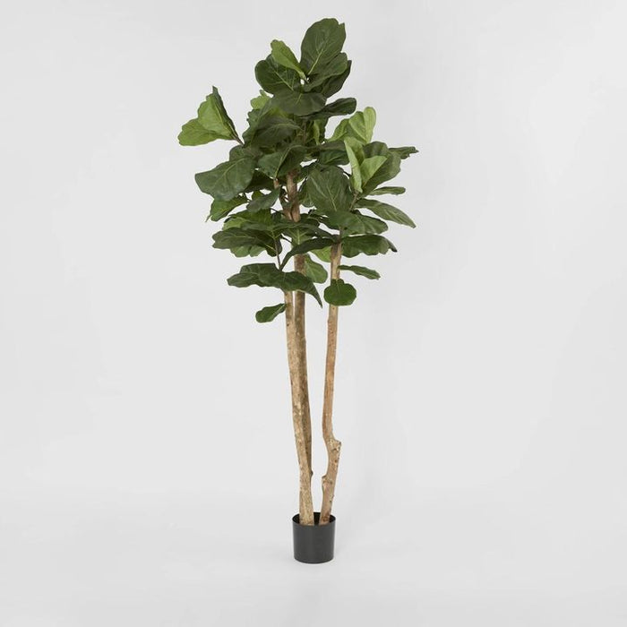 Fiddle Leaf Tree 230cm