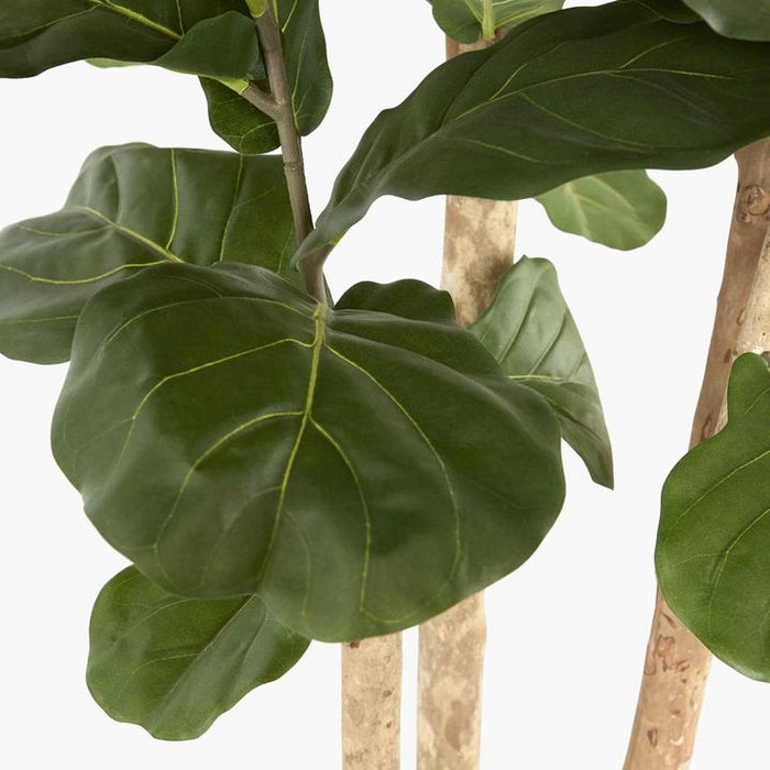 Fiddle Leaf Tree 230cm