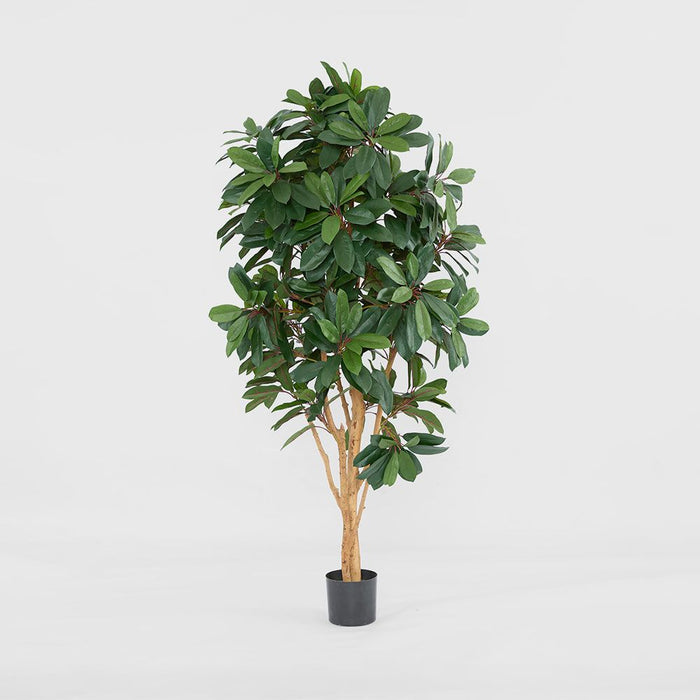 Schefflera Tree With 700 Leaves Green 165cm