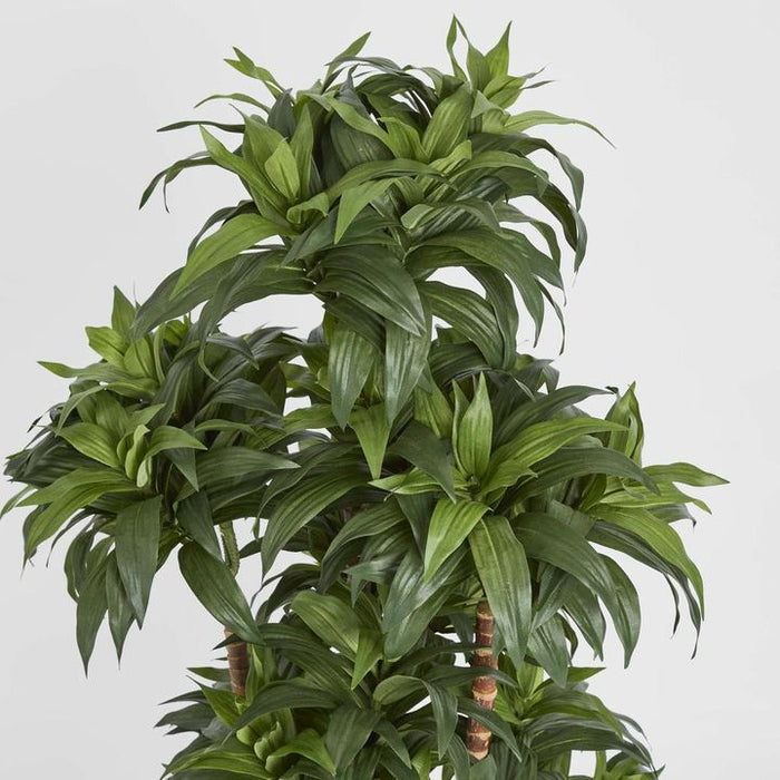Dracaena Fragrans Multi Tree With 8 Heads Green 120cm