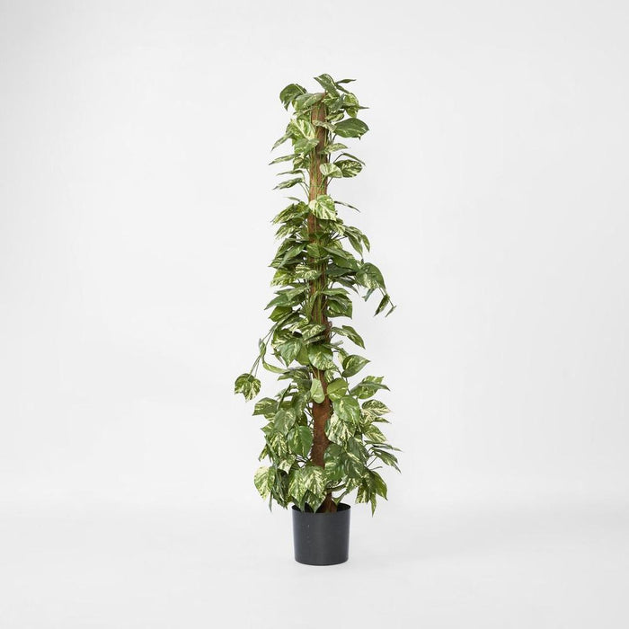 Pothos Tree in Pot 120cm