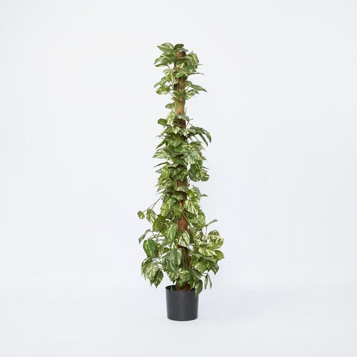 Pothos Tree in Pot 120cm