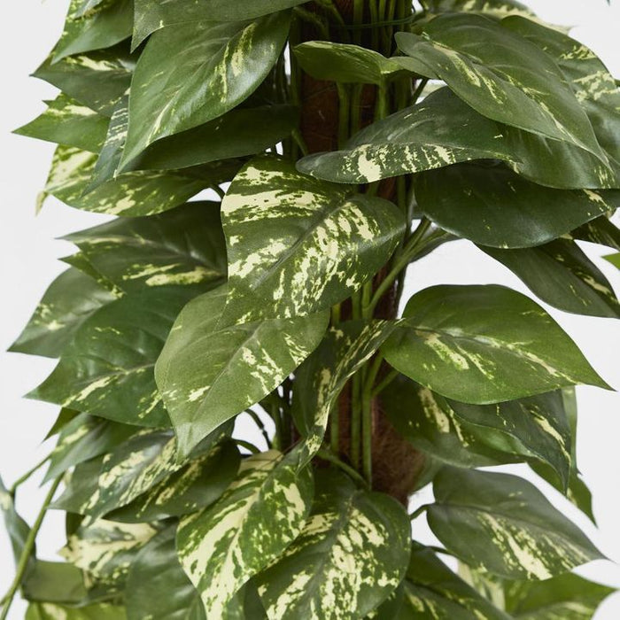 Pothos Tree in Pot 120cm