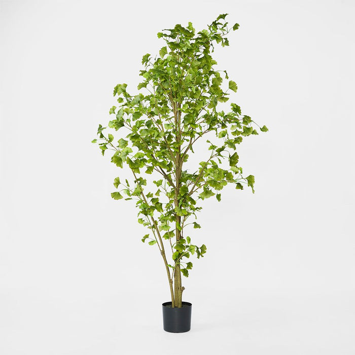 Ginkgo Tree Potted 180cm
