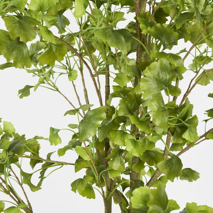 Ginkgo Tree Potted 180cm