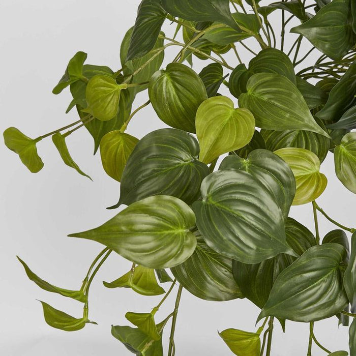 Hanging Philodendron Bush Green 55cm  - Pack of 6