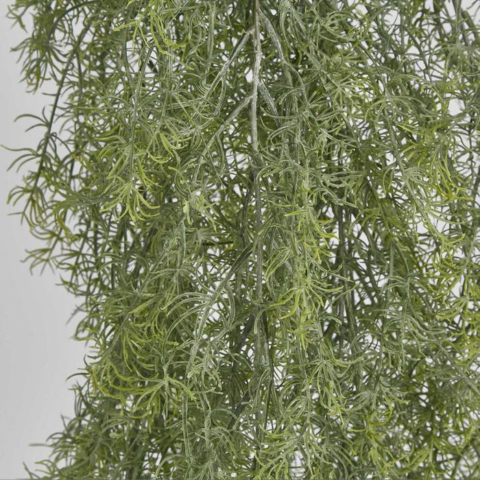 Springeri Hanging Bush Green 1cm  - Pack of 6