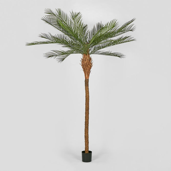 Phoenix Palm Tree 300cm