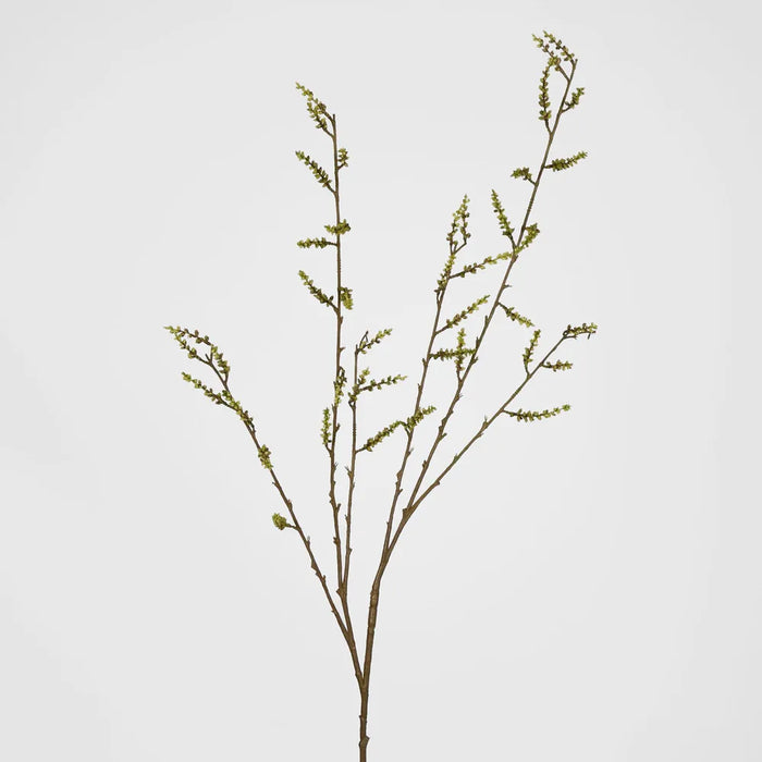 Stachyurus Green Spray 103cm - Pack of 12