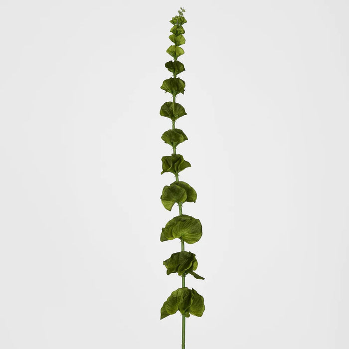 Bells Of Ireland Green Stem 102cm - Pack of 12