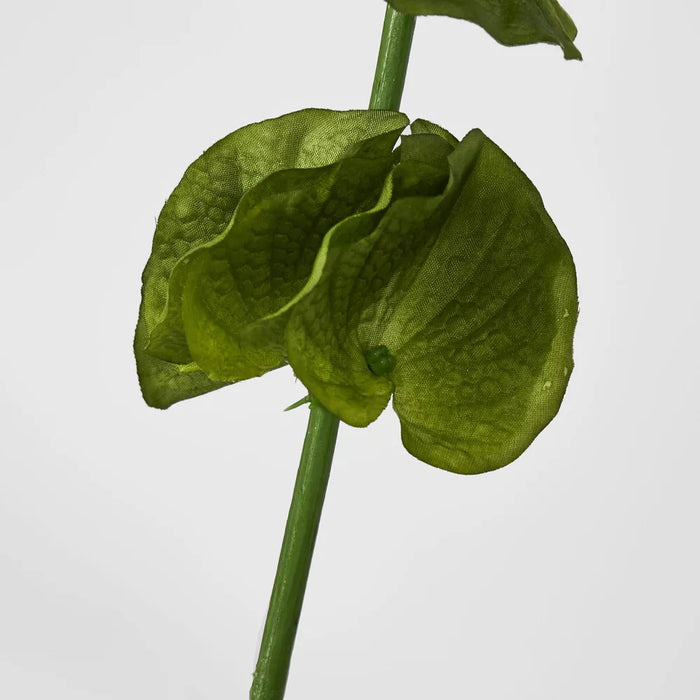Bells Of Ireland Green Stem 102cm - Pack of 12