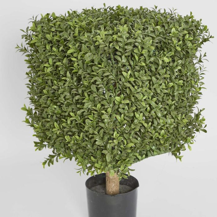 Boxwood Square Top Topiary 55cm