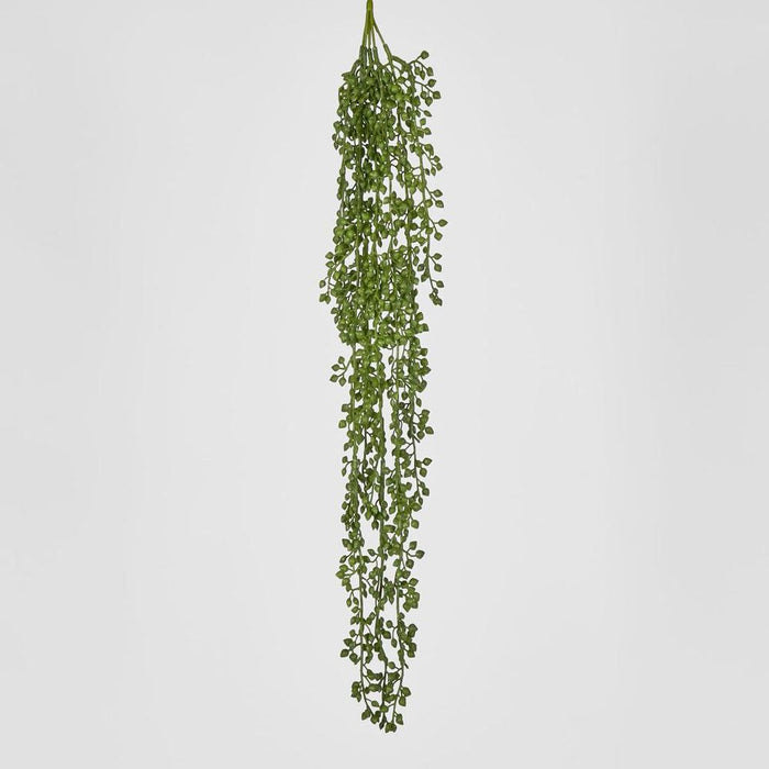 Senecio Vine Green 73cm - Pack of 24