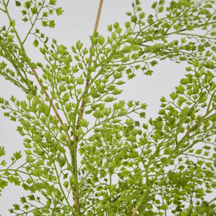 Maidenhair Fern Root Spray Green 90cm Pack of 12
