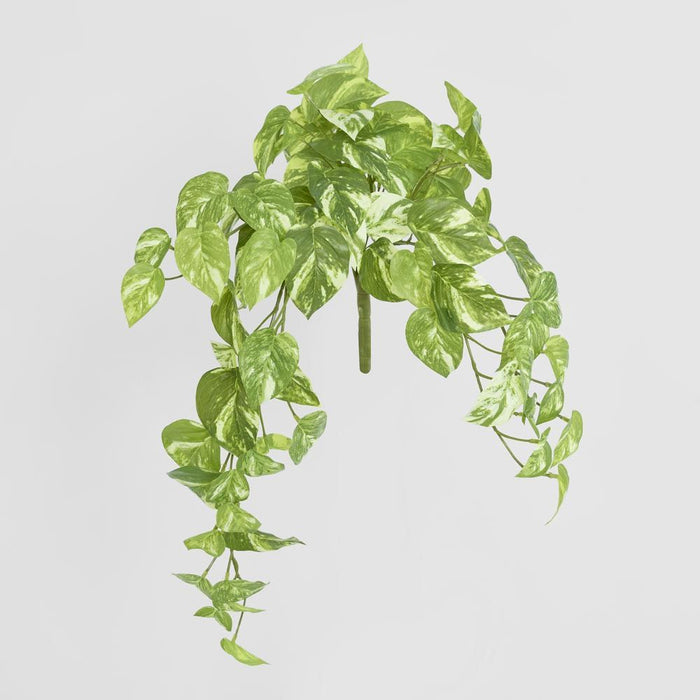 Marble Pothos Hanging Bush Green 35cm – Pack of 12