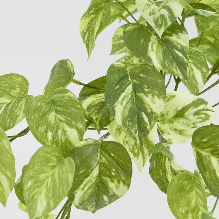 Marble Pothos Hanging Bush Green 35cm – Pack of 12
