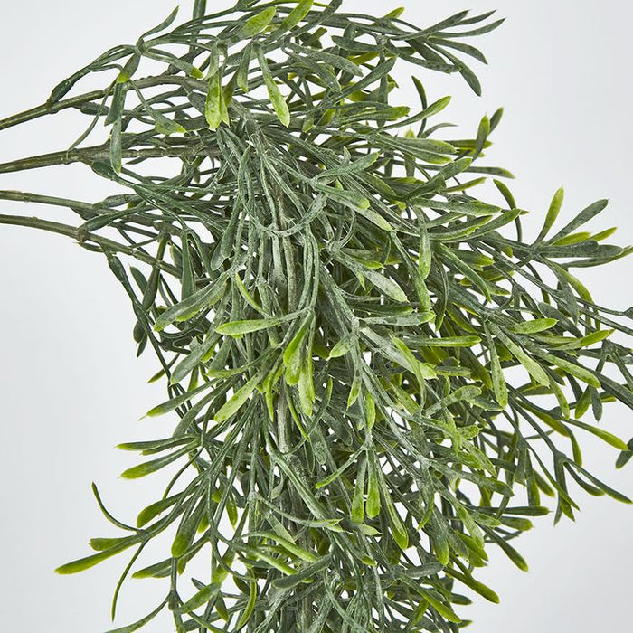 Springeri Vine Green 66cm – Pack Of 12