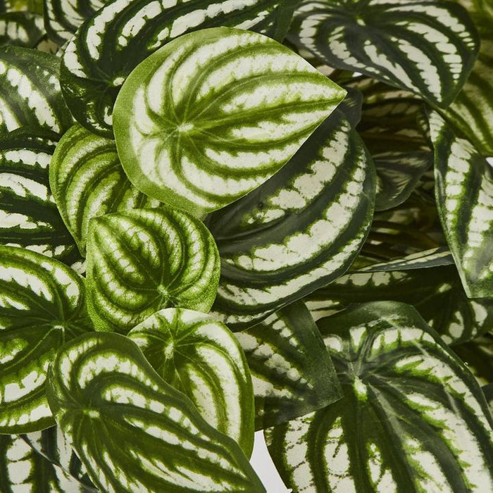 Watermelon Peperomia Hanging Bush Green White 30cm – Pack of 6