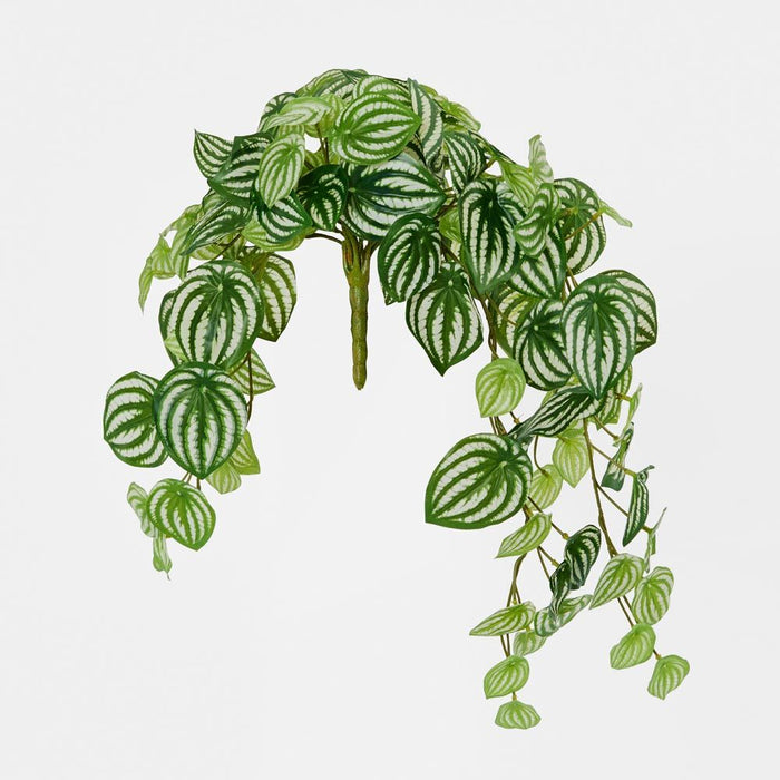 Watermelon Peperomia Hanging Bush Green White 30cm – Pack of 6