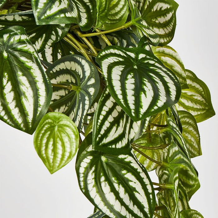 Watermelon Peperomia Hanging Bush Green White 30cm – Pack of 6