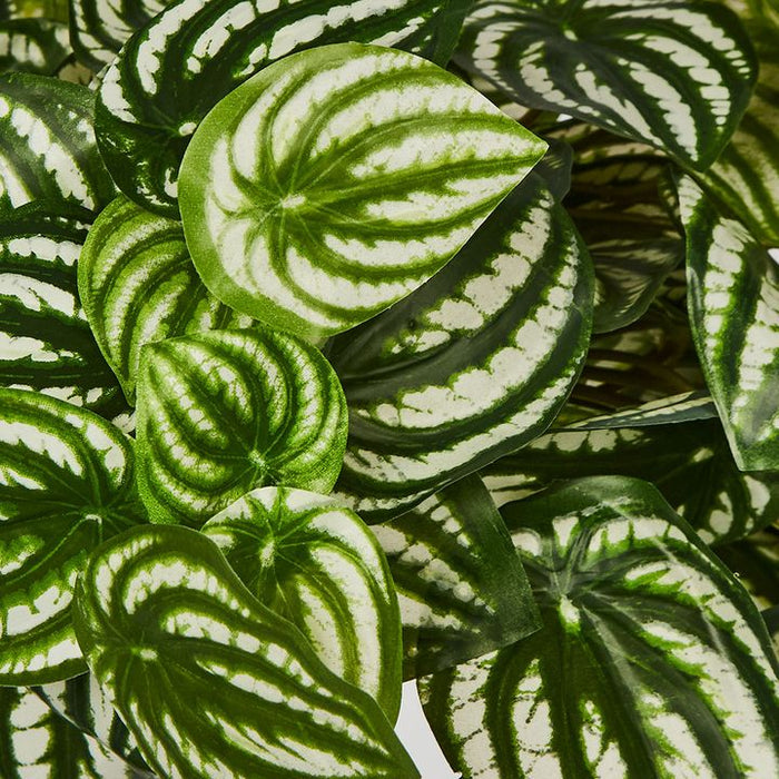 Watermelon Peperomia Hanging Bush Green White 30cm – Pack of 6