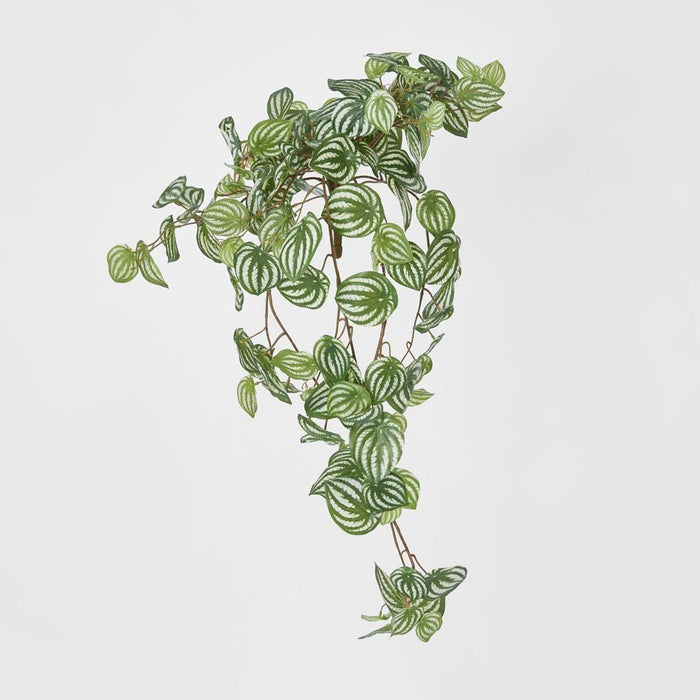 Watermelon Peperomia Hanging Bush Green White - Pack of 6