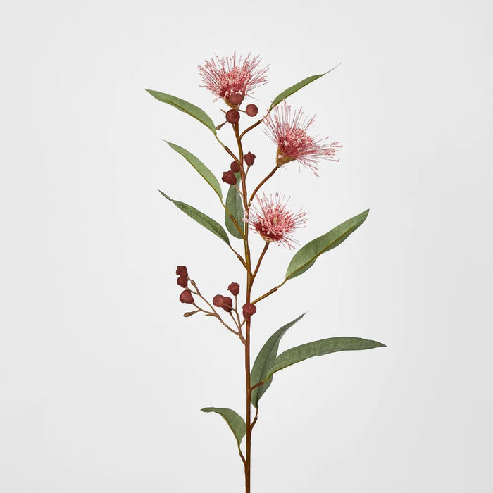 Pink Flowering Gum 75cm – Pack of 24