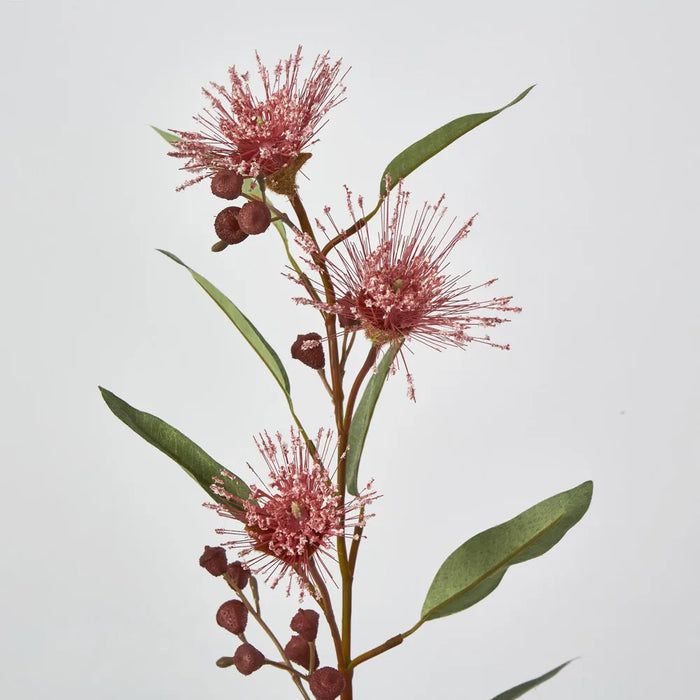 Pink Flowering Gum 75cm – Pack of 24