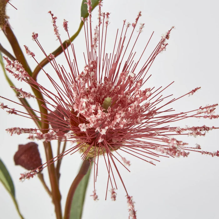 Pink Flowering Gum 75cm – Pack of 24