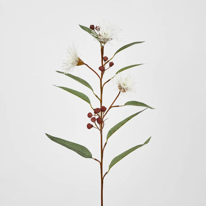 White Flowering Gum 75cm H – Pack of 24
