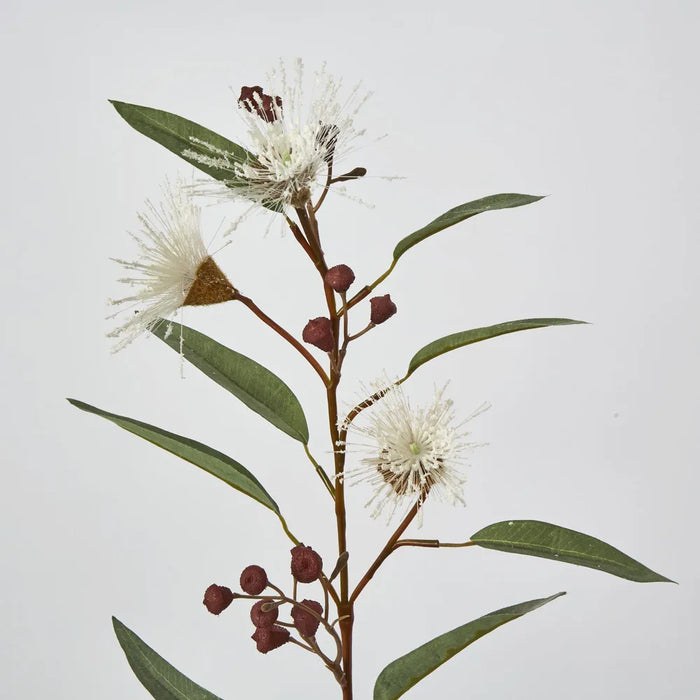 White Flowering Gum 75cm H – Pack of 24