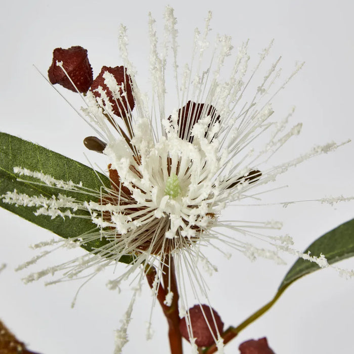 White Flowering Gum 75cm H – Pack of 24