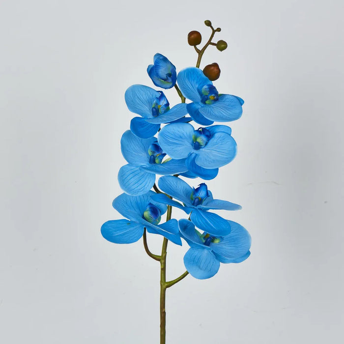 Phalaenopsis Orchid 7 Flowers One Bud Blue 100cm – Pack Of 12