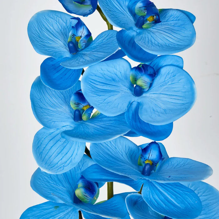 Phalaenopsis Orchid 7 Flowers One Bud Blue 100cm – Pack Of 12