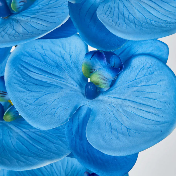 Phalaenopsis Orchid 7 Flowers One Bud Blue 100cm – Pack Of 12