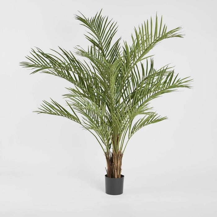 Areca Palm Tree Potted Wide 200cm