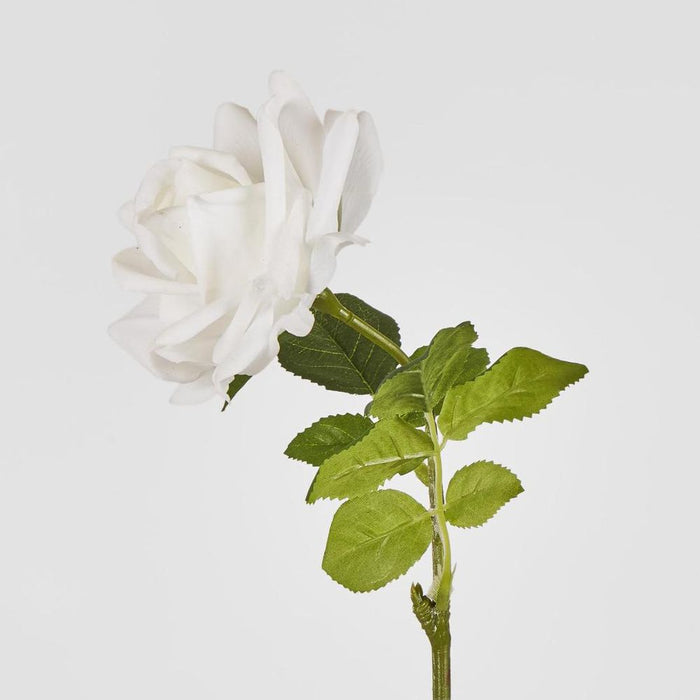 Walter Real Touch Rose Stem Ivory
61cm - Pack of 24