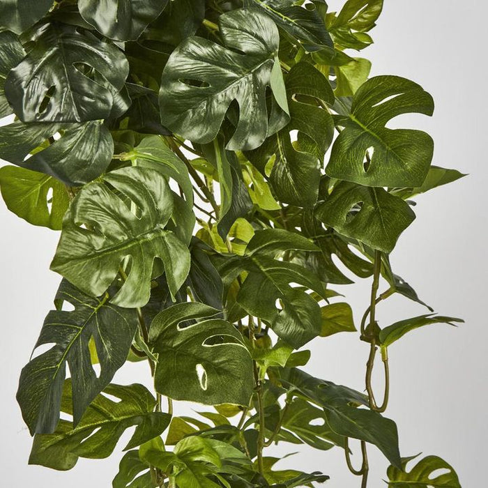 Monstera Split Philo Hanging Bush Green - Pack of 4