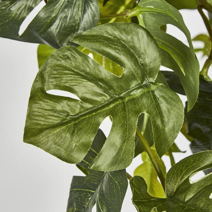 Monstera Split Philo Hanging Bush Green - Pack of 4