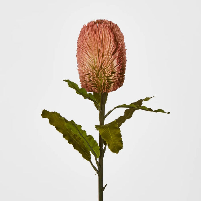 Red Brown Banksia Stem – Pack of 12