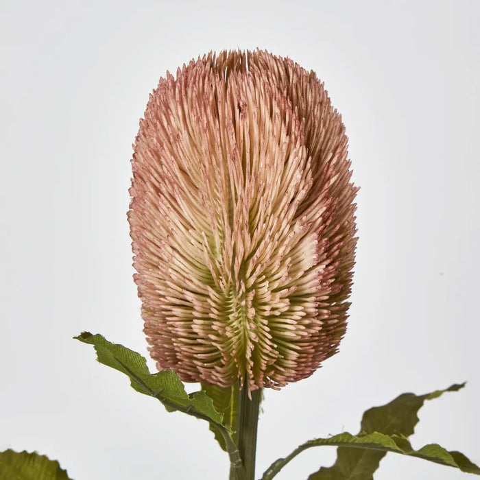 Red Brown Banksia Stem – Pack of 12