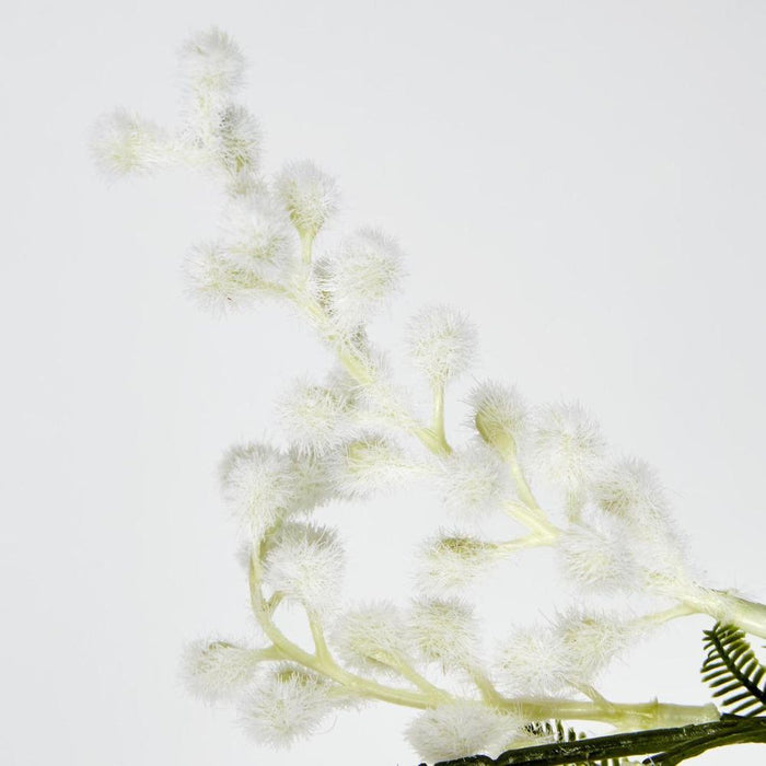 Australian Wattle 85cm White - Pack of 12