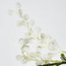 Australian Wattle 85cm White - Pack of 12
