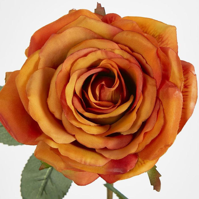 Yellow Gold Rose 63cm - Pack of 12