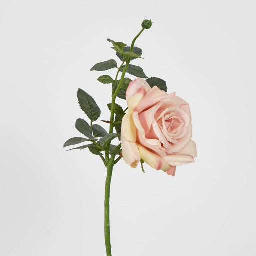 Queen Rose 35cm Blush Pink - Pack of 12