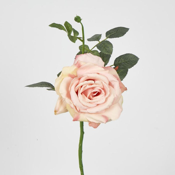 Queen Rose 35cm Blush Pink - Pack of 12